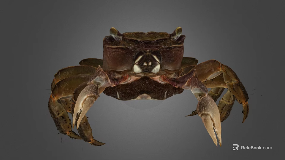 Detailed View Of Brown Crab With Prominent Claws And Natural Shell Texture 3d model 