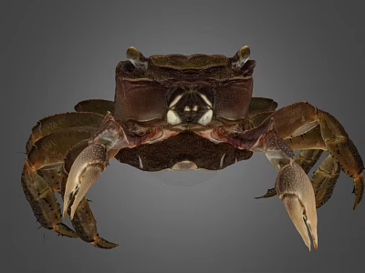 Detailed View Of Brown Crab With Prominent Claws And Natural Shell Texture 3d model