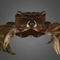 Detailed View Of Brown Crab With Prominent Claws And Natural Shell Texture