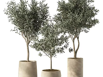 Three Tall Potted Olive Trees with Lush Green Foliage in Cement Pots 3d model
