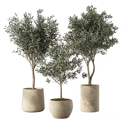 Three Tall Potted Olive Trees with Lush Green Foliage in Cement Pots 3d model