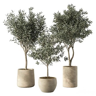 Olive Tree Indoor Plants suit 3d model