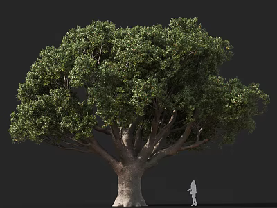 Large Leafy Arbor with Thick Trunk Lush Green Foliage and Small Figure for Scale 3d model