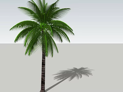 Tall Palm Tree With Green Fronds And Brown Trunk Casting Shadow 3d model