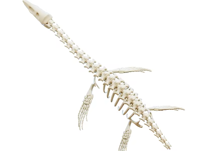 Unique Dinosaur Skeleton Decorative Ornament Set for Home Tabletop 3d model