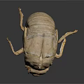 Dried Brown Insect Specimen With Detailed Exoskeleton Legs And Head On Black Background