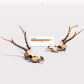 Two Deer Skulls With Antlers Side By Side On White Background