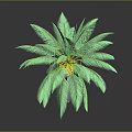Green Palm Plant With Lush Green Leaves And Yellow Center In 3D Rendering