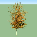 Two Deciduous Trees With Golden Yellow Leaves And White Trunks In Autumn