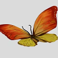 Vibrant Orange and Yellow Butterfly with Colorful Wings and Natural Patterns