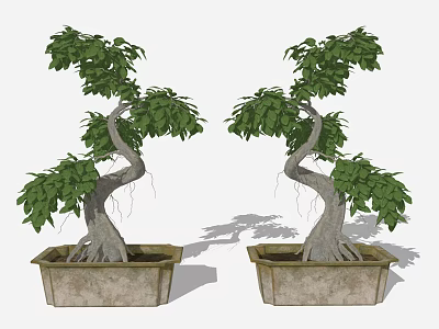 Two Bonsai Plants with Curved Trunks and Lush Green Leaves in Square Textured Pots 3d model