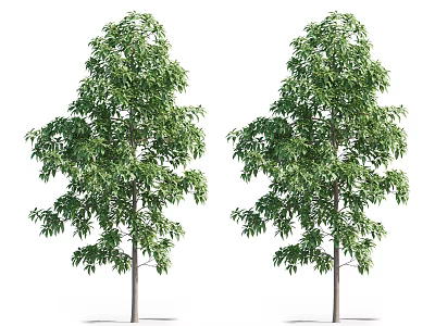 Two Vibrant Lush Green Arbors With Dense Foliage And Straight Trunks 3d model