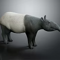 Tapir With White And Gray Coat Standing On Gray Background With Long Snout