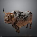 Highland Cow With Long Fluffy Brown Coat And Curved Horns