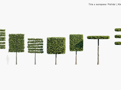 Modern landscape plant shrub hedge hedge landscape tree road tree garden plant road plant 3d model