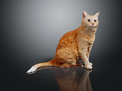 Orange Tabby Cat Sitting On Black Surface With Gray Background White Tail And Reflection 3d model
