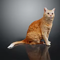 Orange Tabby Cat Sitting On Black Surface With Gray Background White Tail And Reflection 3d model