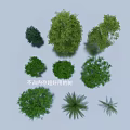 Various Green Shrubs of Different Types for Garden Landscaping and Decoration