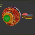 3D Earth Internal Structure Model With Core Mantle Crust And Geological Layers 3d model
