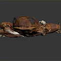 Detailed View Of Frog Biological Specimen With Internal Organs And Skin