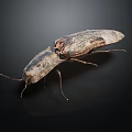Detailed view of brown and black beetle with wings on dark background