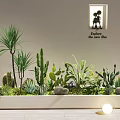 Indoor Landscape With Various Plants Cacti Succulents In Rectangular Planter And Background Wall Window Silhouette 3d model
