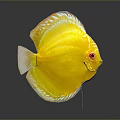 Yellow Discus Fish With Red Eyes And White Edges On Gray Background Showing Clear Reflection