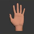Orange 3D Human Hand Organ Model With Extended Fingers And Palm Up