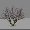 Bare Branched Arbor Bearing Orange Fruits With Thick Trunk On Green Grass