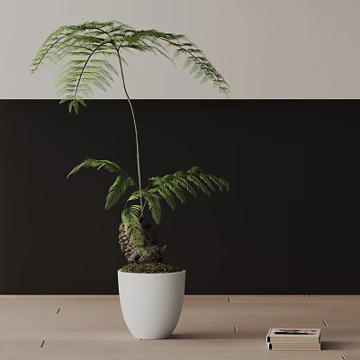 Stylish Bonsai Plant with Fern Leaves in White Pot on Wooden Tabletop Against Black Background 3d model