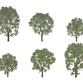 Various Arbor Tree Collection With Green Leaves Trunk And Different Crown Shapes