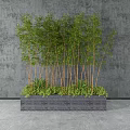 Potted Bamboo Bonsai Plants in Rectangular Concrete Planter with Green Leaves By Gray Wall