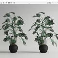 Bonsai Potted Plants with Lush Green Monstera Leaves in Black Round Pots for Indoor Decoration