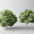 Two Green Leafy Trees with Lush Foliage and Thin Trunks in Minimalist White Background 3d model