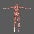 Detailed Human Muscle Organ Anatomy 3D Model Showing Full Body Structure