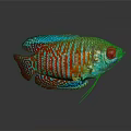 Colorful Fish With Vibrant Blue Green Red Stripes Shiny Scales On Gray Background