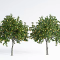 Modern Fruit Trees Landscape Trees Courtyard Fruit Trees 3d model