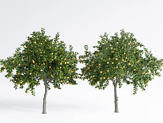 Modern Fruit Trees Landscape Trees Courtyard Fruit Trees 3d model