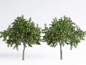 Modern Fruit Trees Landscape Trees Courtyard Fruit Trees 3d model