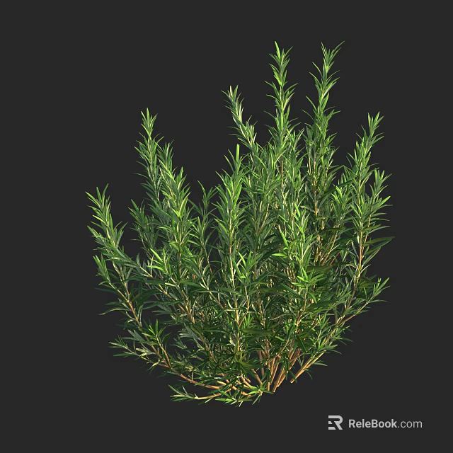 Fresh Green Rosemary Plant With Aromatic Leaves And Clustered Branches 3d model 