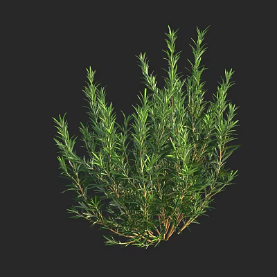 Fresh Green Rosemary Plant With Aromatic Leaves And Clustered Branches 3d model