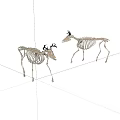 Two Realistic Deer Skeletons With Antlers Standing On White Background 3d model