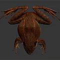 Detailed Red Frog With Textured Skin On Dark Background In Close Up View