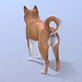 Shiba Inu Standing With Brown White Fur Curled Tail And Tongue Out On Blue Background