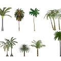 Palm Tree Plant Coconut Tree Banana Tree Banana Tree Canna 3d model