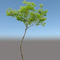 Arbor with Slender Trunk and Green Leaves Against Light Blue Sky