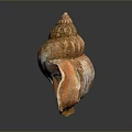 Unique Aquatic Animal Conch Shell With Spiral Shape And Natural Brown Texture From Ocean Seabed