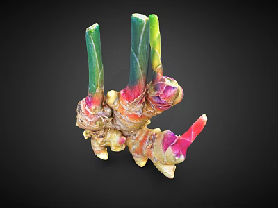 Colorful Ginger Vegetable With Green Red Pink Stems And Rhizome Parts 3d model