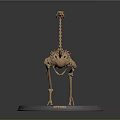 Ostrich Skeleton Model Displaying Bone Organs And Hair Structure On Stand 3d model