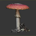 Red Mushroom Pink Cap With White Spots Light Stem Surrounded By Dead Leaves Soil